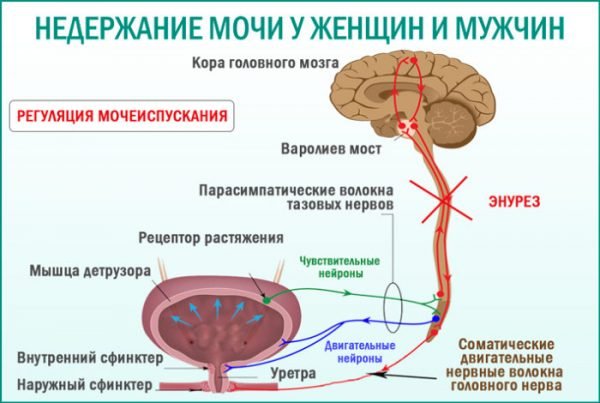Упражнения и дыхательная гимнастика при эмфиземе легких